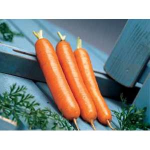 Дордонь F1 - морковь, 50 000 семян, фракция 1,8+, Syngenta фото, цена